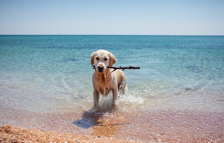 6 Best Dog Friendly Beaches In NJ